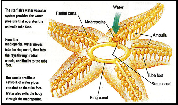 Image result for starfish water vascular system